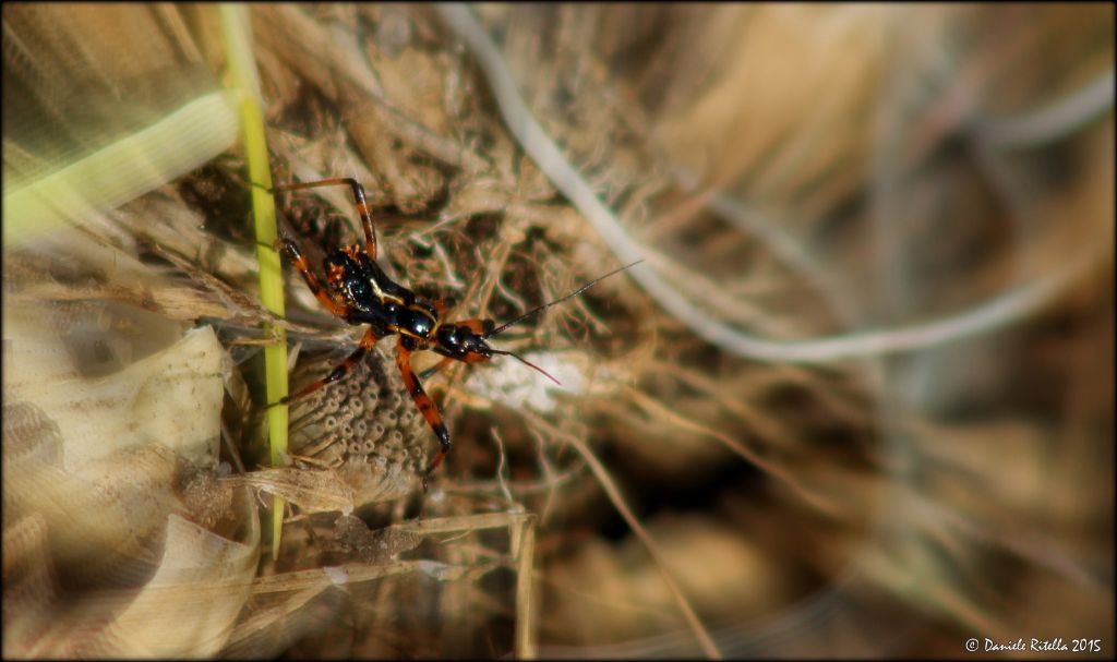 Neanide di Reduviidae: Rhynocoris cfr. iracundus